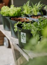 Moestuin-Cadeaubox - Afbeelding 4