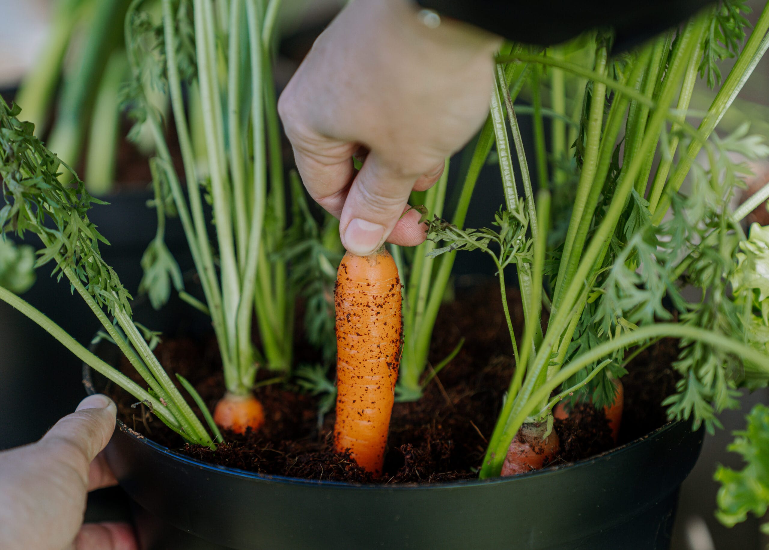 Growing vegetables Planteboel
