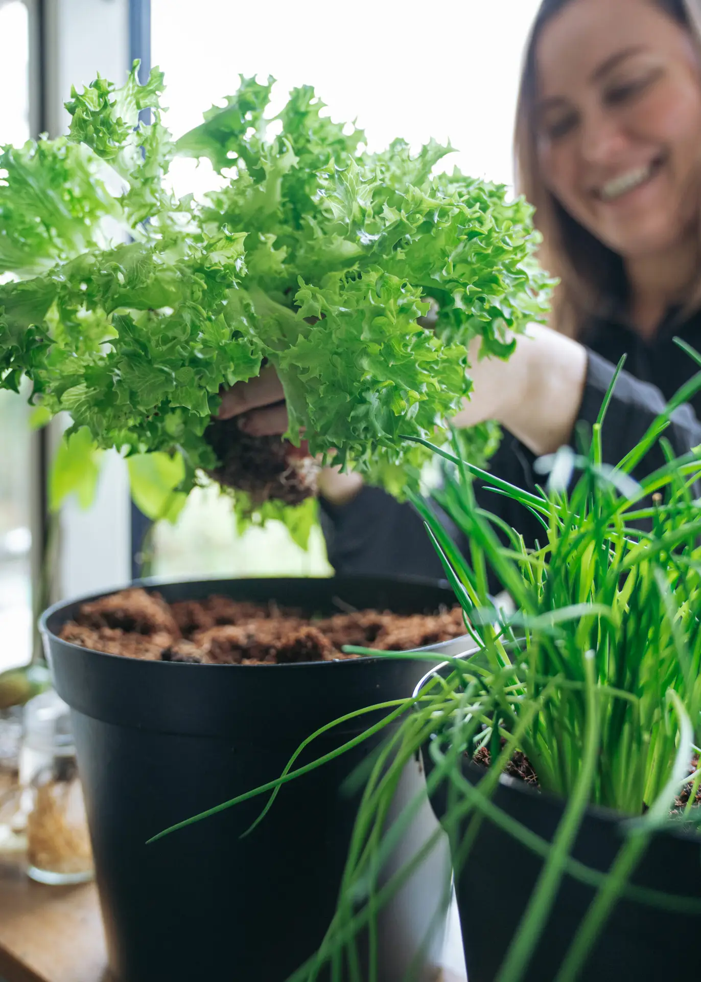 Growing vegetables in pots Planteboel