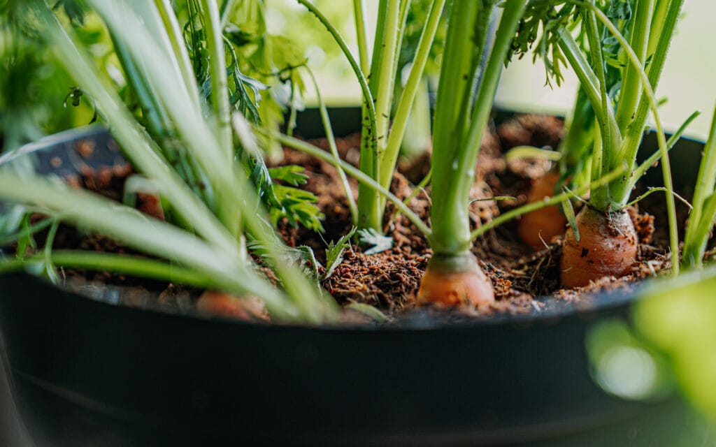 CarouselBannerPhotos(2)