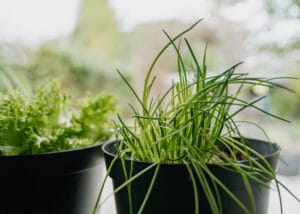 SeasonalorThematicPhotos(3)